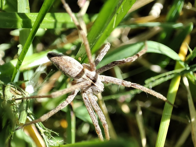 Pisaura mirabilis - csodáspók