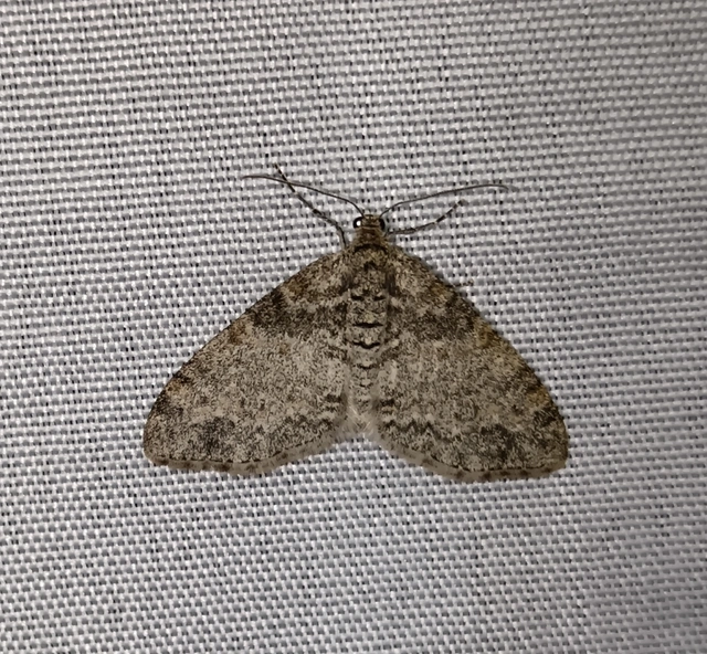 Lobophora halterata - szárnyfüggelékes araszoló