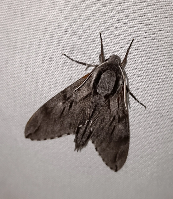 Hyloicus pinastri - fenyőszender