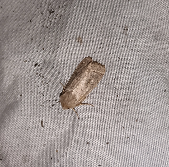 Orthosia cerasi - közepes barkabagoly