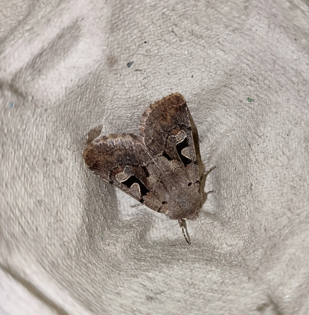Orthosia gothica - feketefoltos barkabagoly