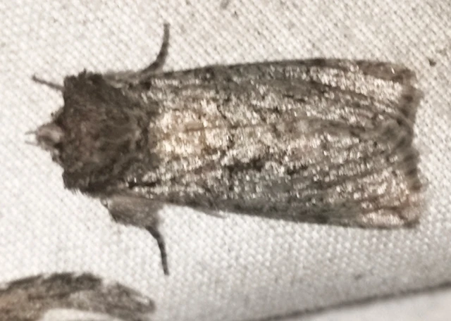Polyploca ridens - zöldes pihésszövő