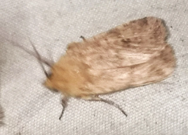 Conistra rubiginea - vörös őszibagoly
