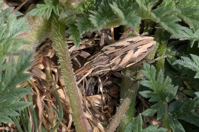 Coniocleonus nigrosuturatus - nyíljegyes barkó