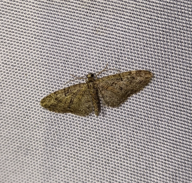 Eupithecia dodoneata - tölgy-törpearaszoló
