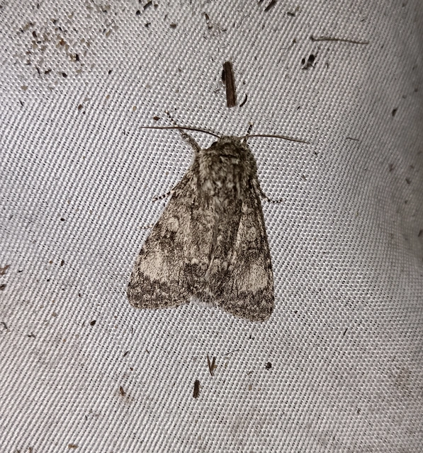 Acronicta megacephala - nagyfejű szigonyosbagoly