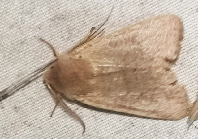 Orthosia cerasi - közepes barkabagoly