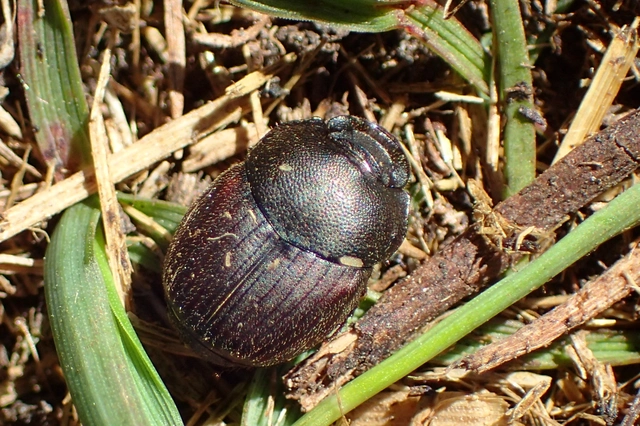 Onthophagus illyricus - tülkös trágyatúró