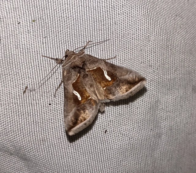 Macdunnoughia confusa - cseppfoltos ezüstbagoly