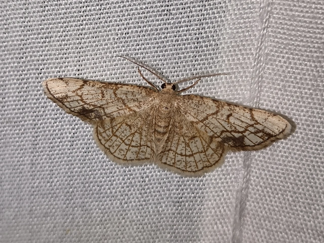 Stegania dilectaria - fehérnyár-araszoló
