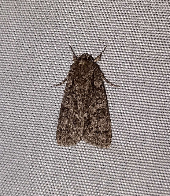 Acronicta rumicis - sóska-szigonyosbagoly Acronicta rumicis - sóska-szigonyosbagoly