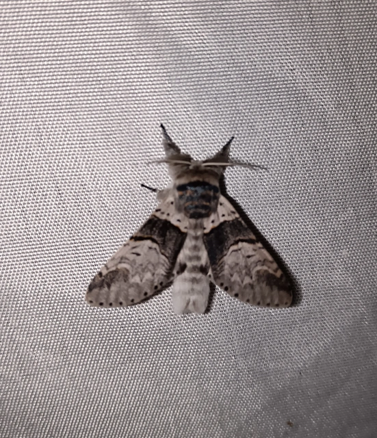 Furcula bifida - kis púposszövő