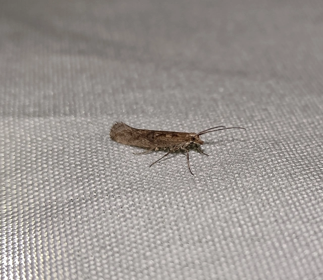 Plutella xylostella - káposztamoly