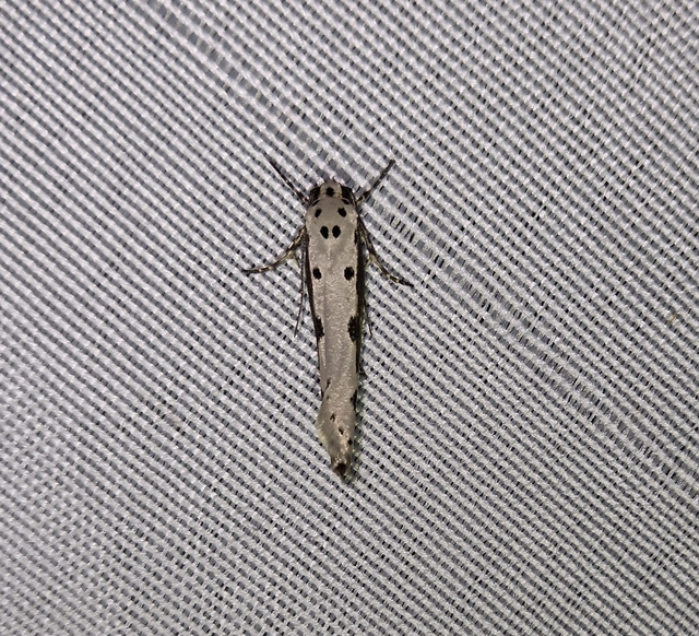 Ethmia bipunctella - kétpettyes feketemoly