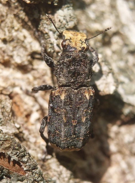 Platyrhinus resinosus - nagy orrosbogár