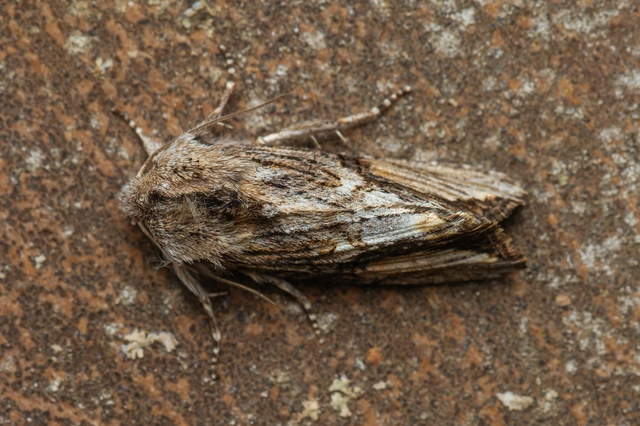 Egira conspicillaris - változékony szürkebagoly