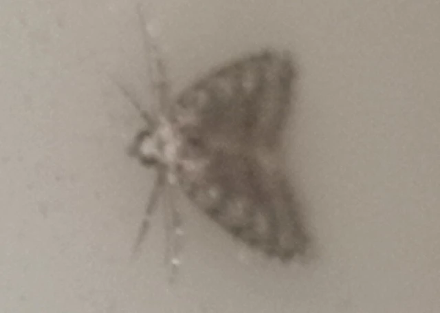 Nola cicatricalis - szürke pamacsosszövő
