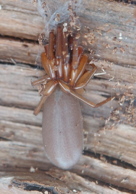 Dysderidae - fojtópókok