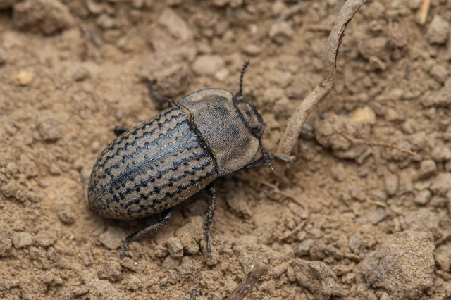 Opatrum sabulosum - sároshátú gyászbogár