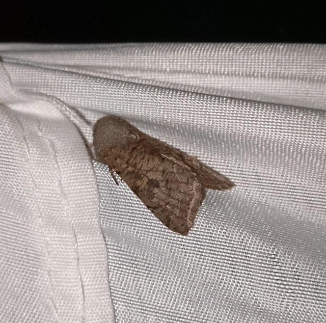 Orthosia incerta - változékony barkabagoly