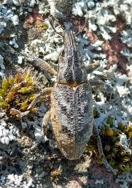 Cleonis pigra - közönséges bogáncsbarkó