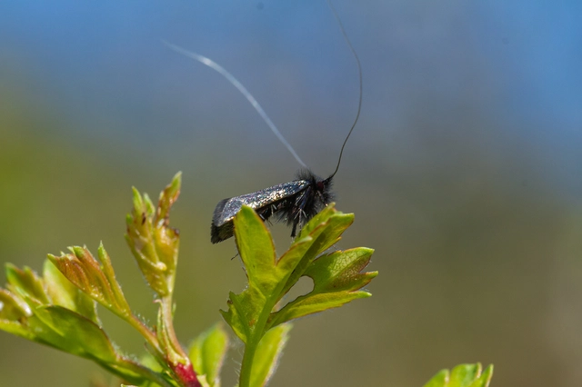 Adela reaumurella - smaragdfényű tőrösmoly