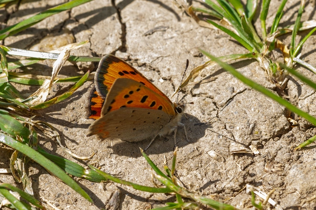 Lycaena phlaeas - közönséges tűzlepke