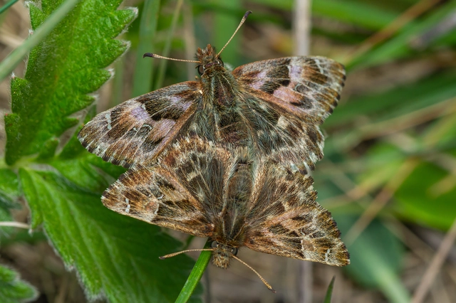 Carcharodus alceae - mályva-busalepke