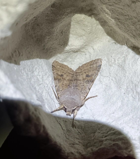 Orthosia incerta - változékony barkabagoly