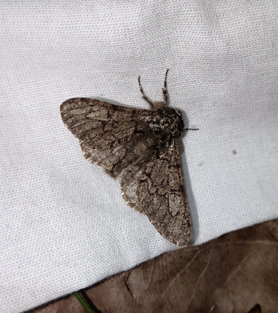 Biston strataria - barnapettyes araszoló