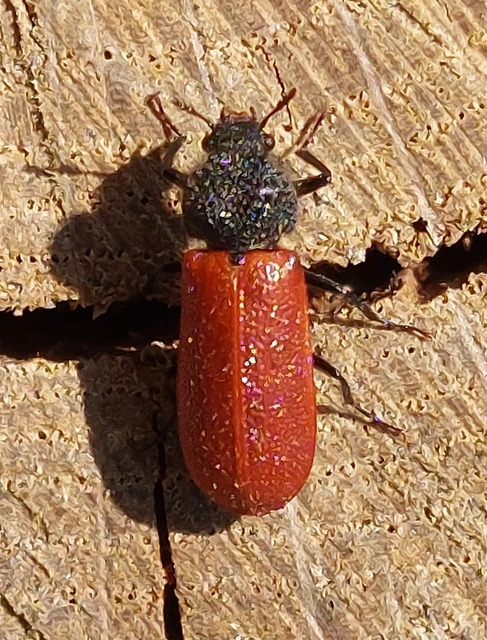 Bostrichus capucinus - piros csuklyásszú