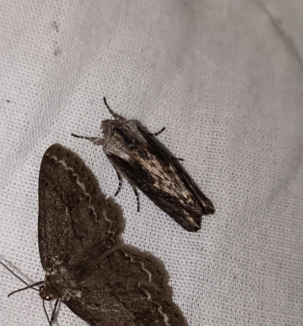 Egira conspicillaris - változékony szürkebagoly