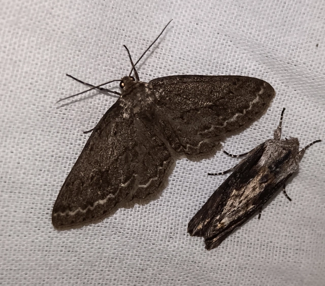 Ectropis crepuscularia - avararaszoló