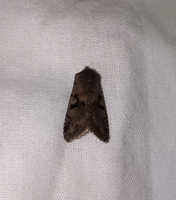 Orthosia gothica - feketefoltos barkabagoly