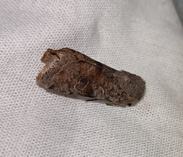 Orthosia incerta - változékony barkabagoly
