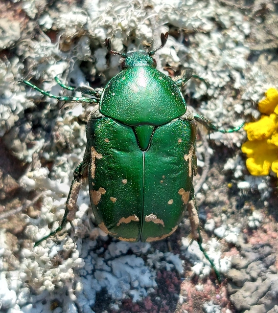 Protaetia ungarica - magyar virágbogár