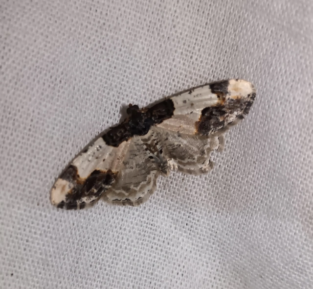Ligdia adustata - barna levélaraszoló