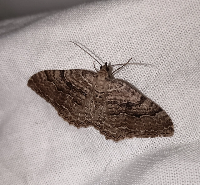 Hydria cervinalis - őzbarna araszoló