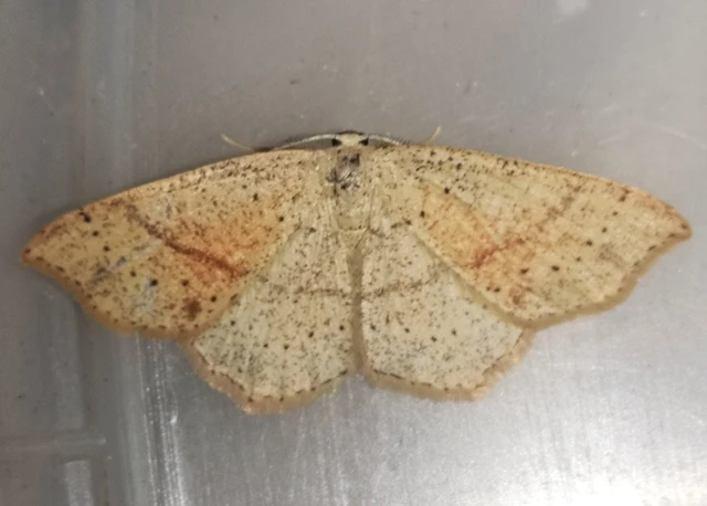Cyclophora punctaria - sávos pettyesaraszoló