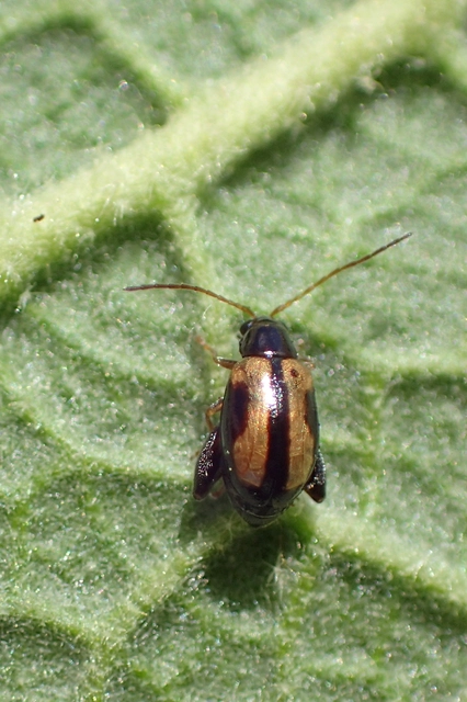 Longitarsus nigrofasciatus - feketefejű ökörfarkkóró-földibolha