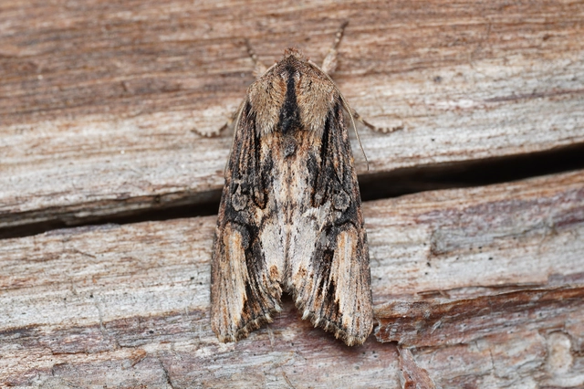 Egira conspicillaris - változékony szürkebagoly