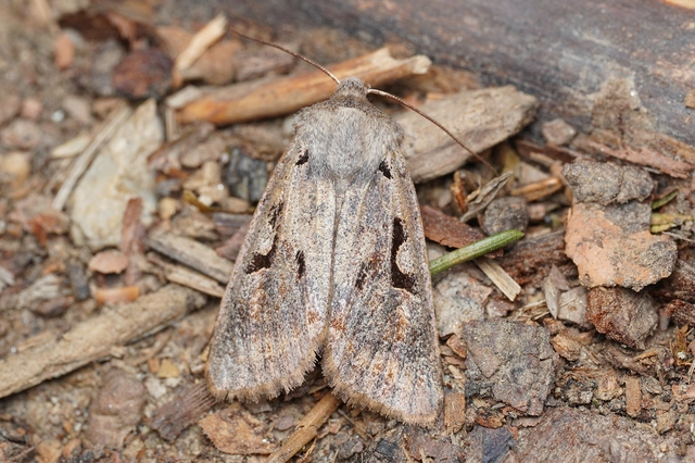 Orthosia gothica - feketefoltos barkabagoly