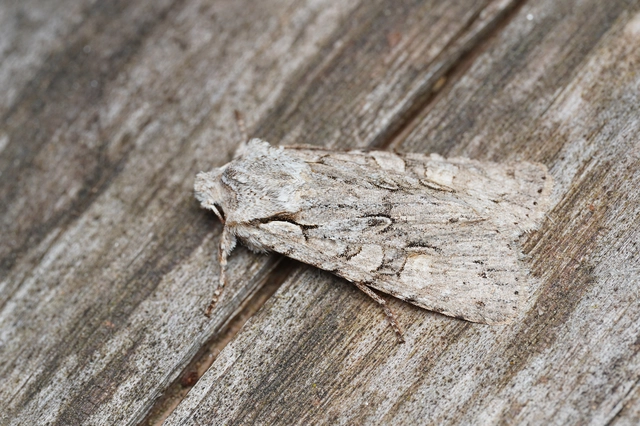 Lithophane ornitopus - közönséges fabagoly