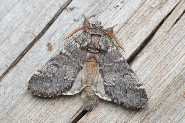 Drymonia ruficornis - cserfa-púposszövő