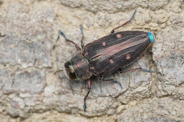 Chrysobothris affinis - aranypettyes díszbogár