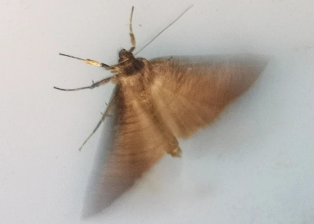 Lygephila procax - fekete csüdfűbagoly