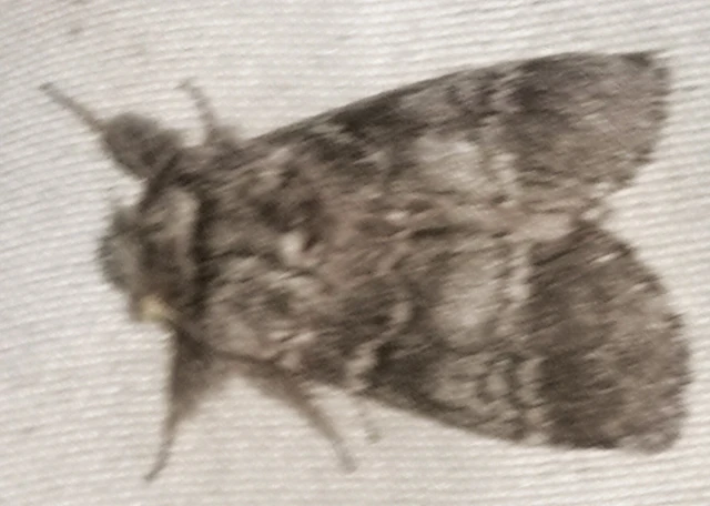 Drymonia ruficornis - cserfa-púposszövő