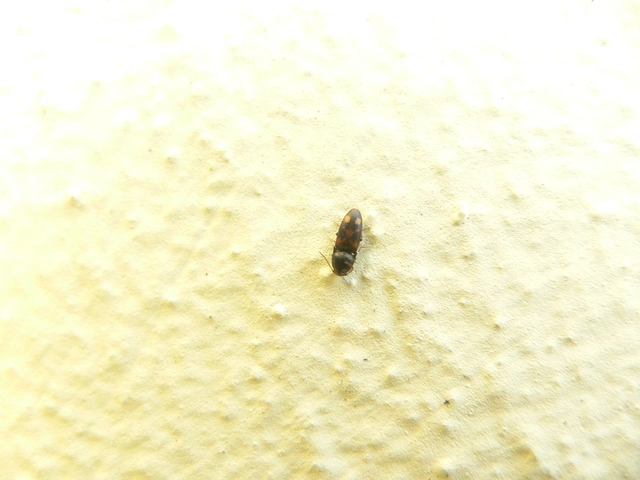 Drasterius bimaculatus - változékony pattanó