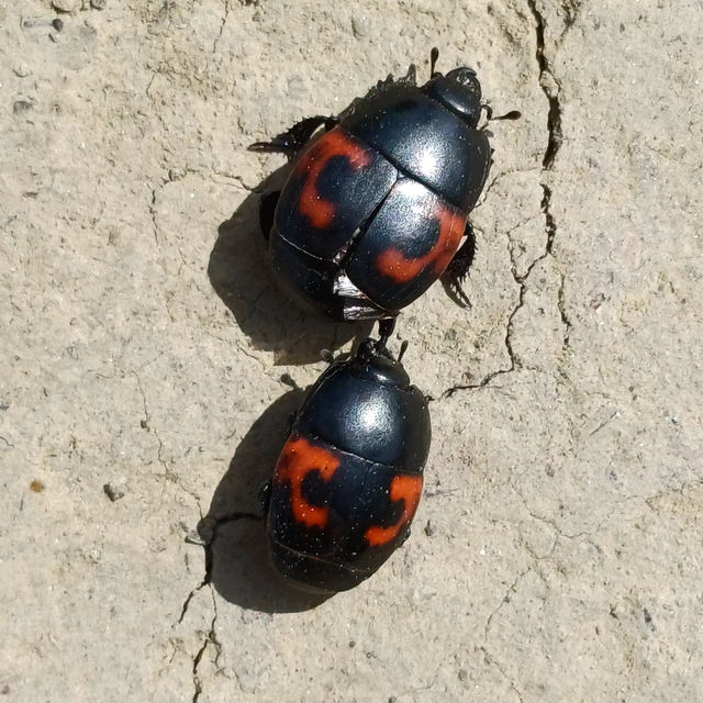 Hister quadrimaculatus - közönséges sutabogár