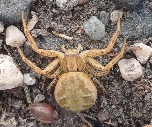 Xysticus